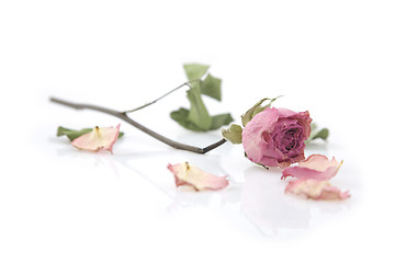 Image showing Close up of a single dried pink rose