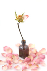 Image showing Close up of a single dried pink rose