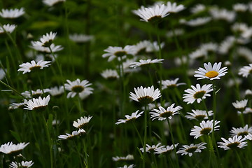 Image showing Flowers