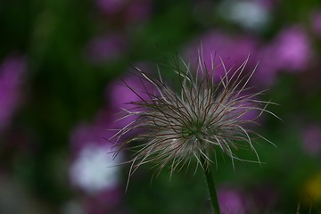 Image showing Flower