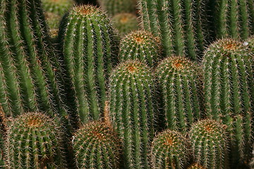 Image showing Cactus