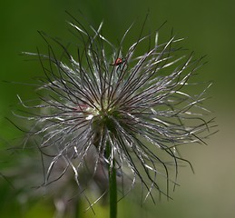 Image showing Flower with a small insect