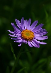 Image showing Flower