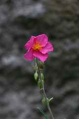 Image showing Pink flower