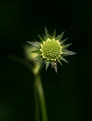 Image showing Flower