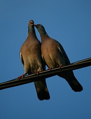 Image showing Pigeons