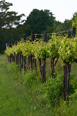 Image showing Grapevines