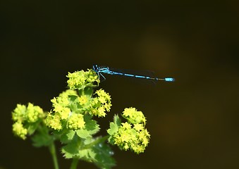 Image showing Blue dragonfly