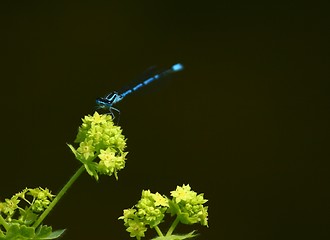 Image showing Blue dragonfly