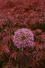 Image showing Lilac flower