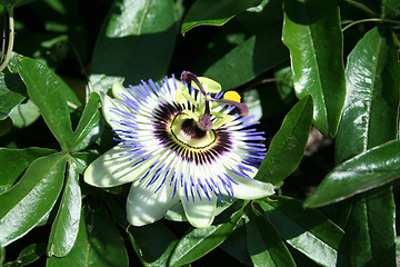 Image showing Passion Flower