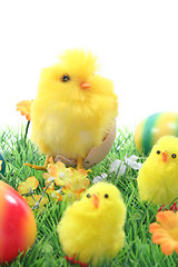 Image showing Easter eggs and chicks in a meadow