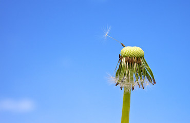 Image showing dandelion