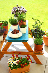 Image showing Terrace or roof gardening