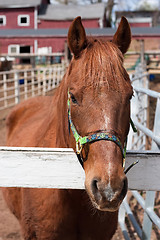 Image showing Brown Horse