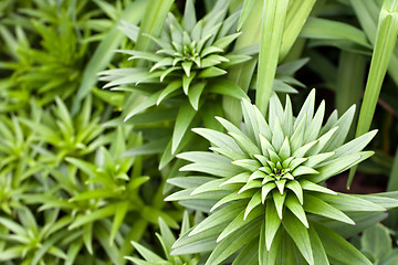 Image showing Unbloomed Lily Plants