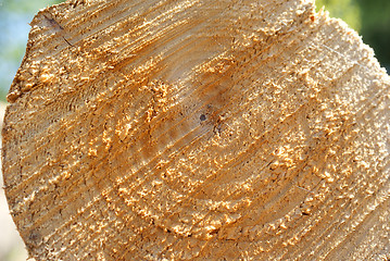 Image showing Birch Log Texture