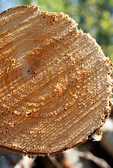 Image showing Birch Timber Close Up