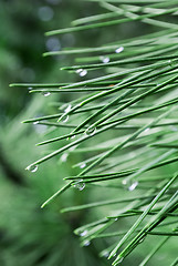 Image showing Raindrops on pine needles