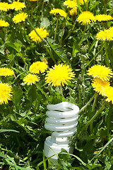 Image showing Energy saving bulb in grass