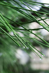 Image showing Raindrops on pine needles