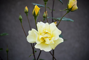 Image showing Yellow Rose