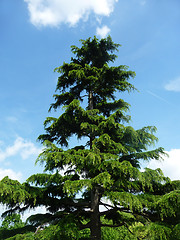 Image showing Tree In Clayhall Park