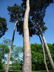 Image showing Tall Trees