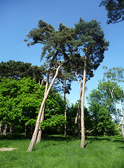 Image showing Tall Trees