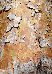 Image showing Peeling Bark 