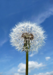 Image showing Dandelion Clock