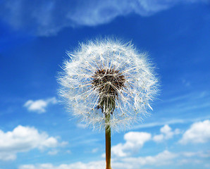 Image showing Dandelion Clock