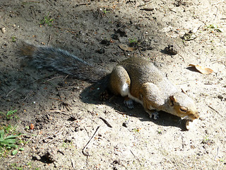 Image showing Epileptic Squirrel