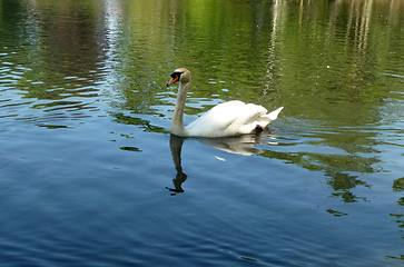 Image showing Swan In Valentines Park