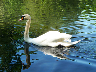Image showing Swan In Valentines Park