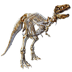 Image showing Skeleton T-Rex