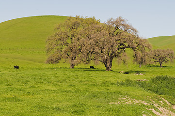 Image showing Trees