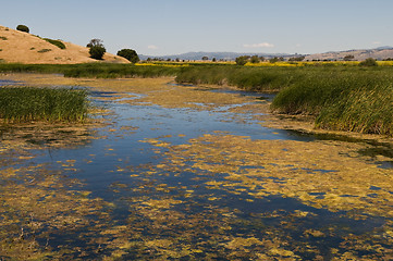 Image showing Marsh