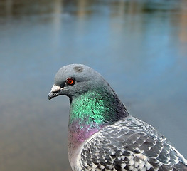 Image showing  Pigeon Profile