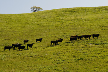 Image showing Cows