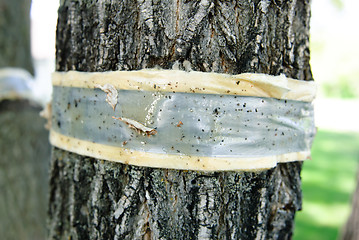 Image showing Dutch Elm Disease