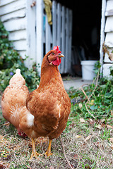 Image showing isobrown chickens in yard