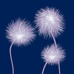 Image showing dandelions