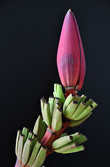 Image showing Banana blossom