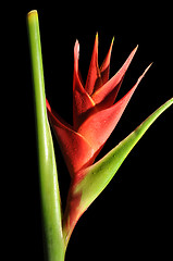Image showing Heliconia Caribea