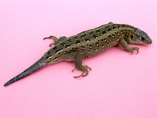 Image showing lizard