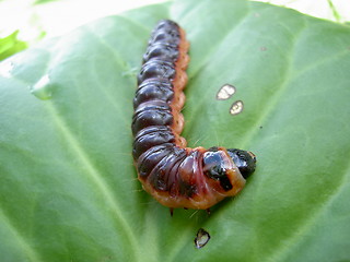 Image showing caterpillar on green leaf