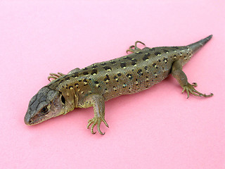 Image showing lizzard