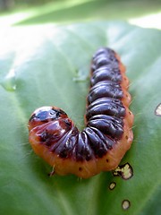 Image showing caterpillar on green leaf 2