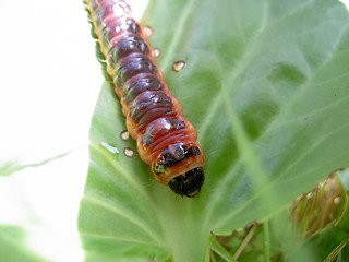 Image showing caterpillar on green leaf 3